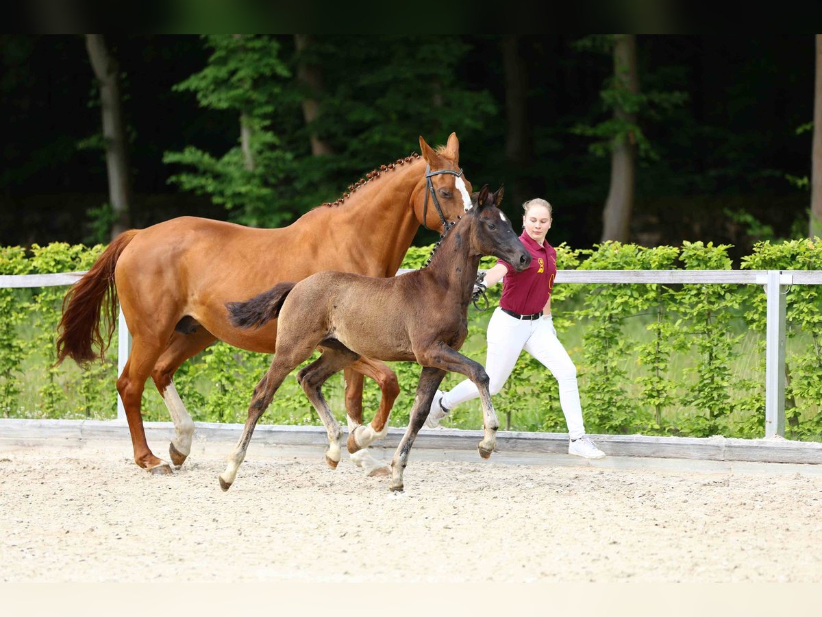 Cheval de sport allemand Étalon Poulain (03/2024) Noir in Moritzburg