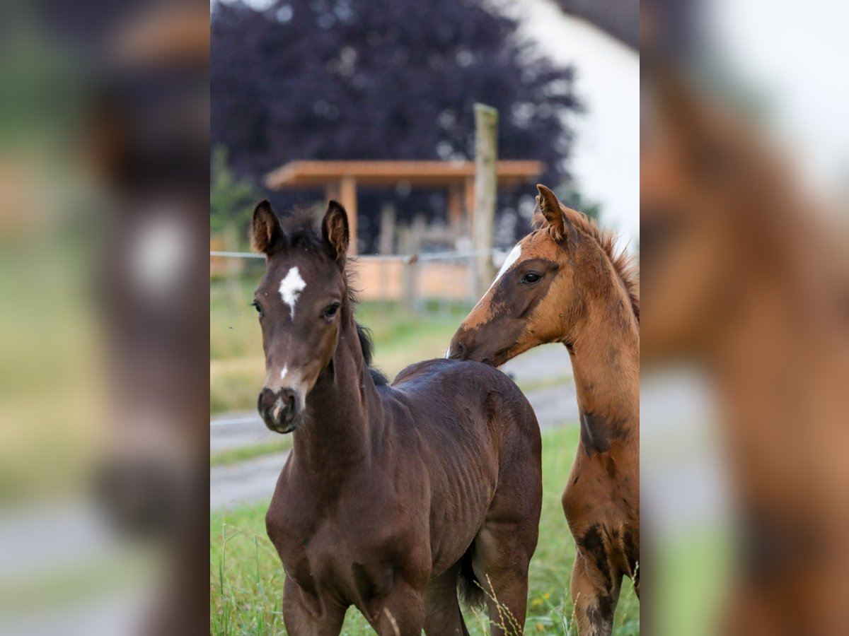 Cheval de sport allemand Étalon Poulain (06/2024) Noir in Postmünster