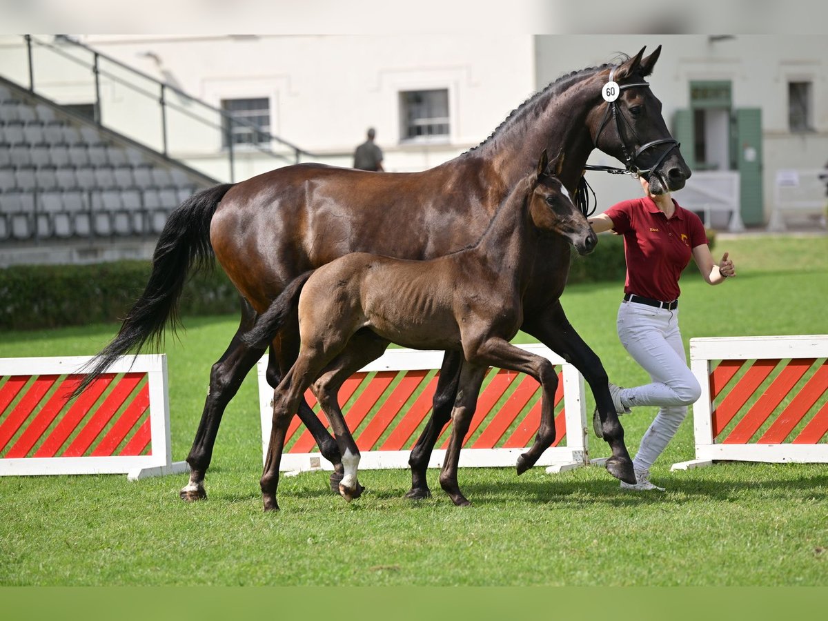 Cheval de sport allemand Étalon Poulain (05/2025) Noir in Sch&#xF6;nebeck (Elbe)