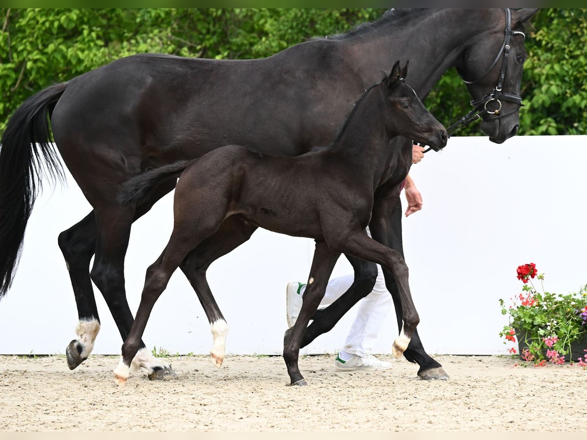 Cheval de sport allemand Étalon Poulain (04/2024) Noir in Fronhofen