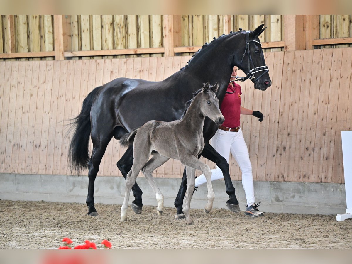 Cheval de sport allemand Étalon Poulain (04/2024) Noir in Oberkrämer