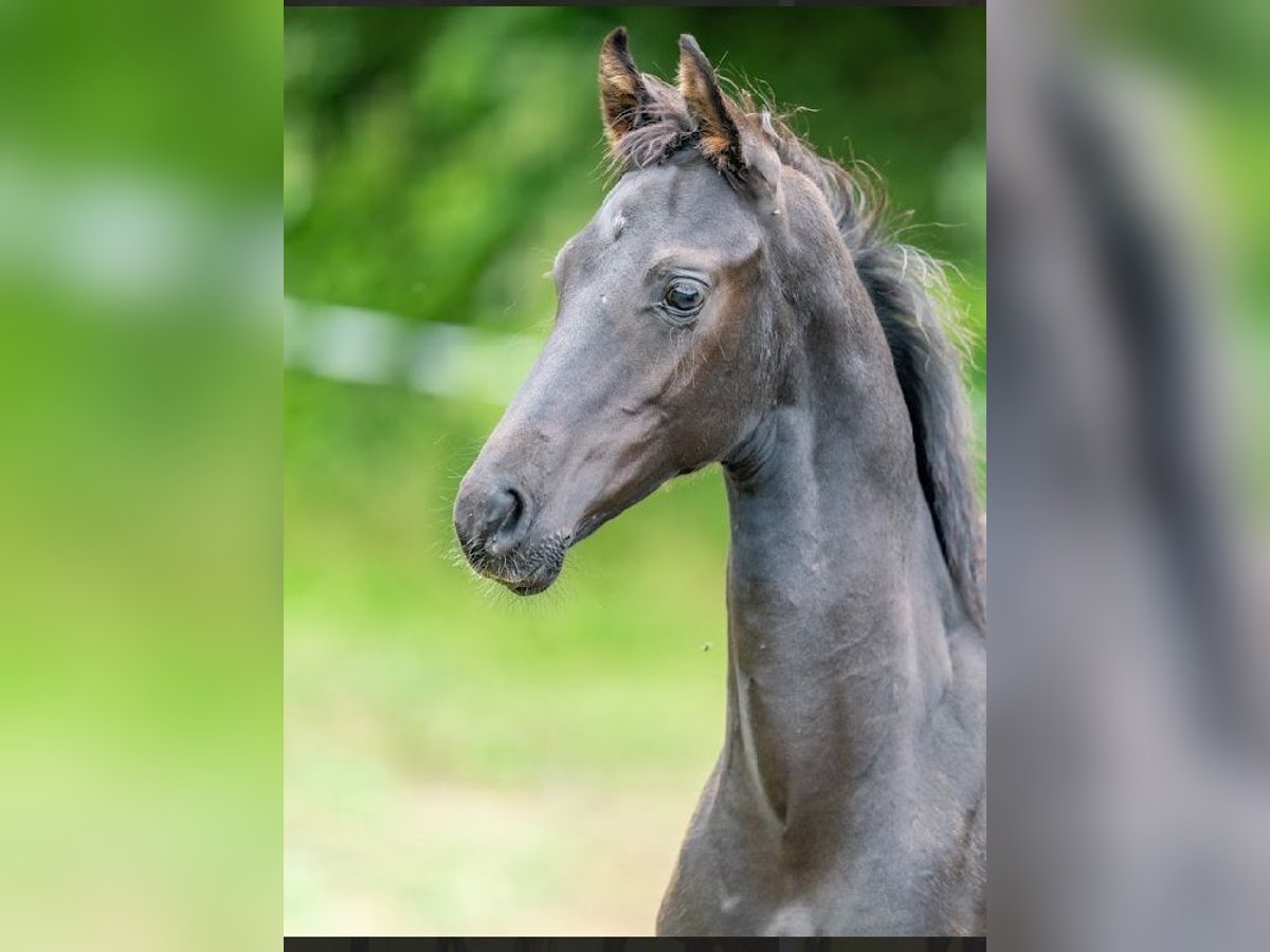 Cheval de sport allemand Étalon  Noir in Steinbach-Hallenberg