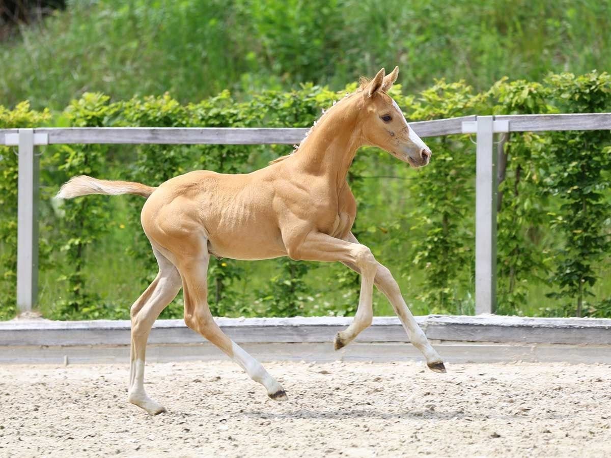 Cheval de sport allemand Étalon Poulain (05/2024) Palomino in Dresden