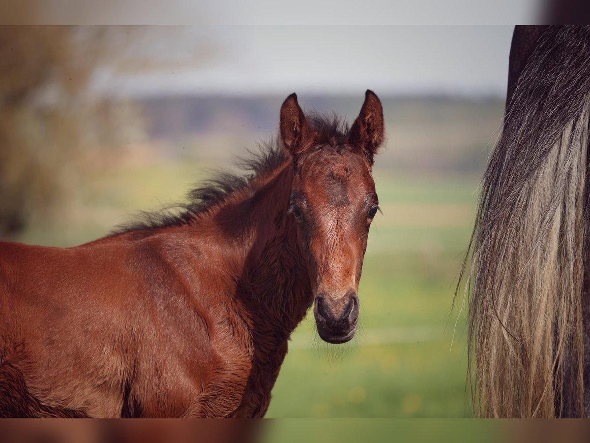 Cheval de sport allemand Étalon Poulain (03/2024) Peut devenir gris in Erbach