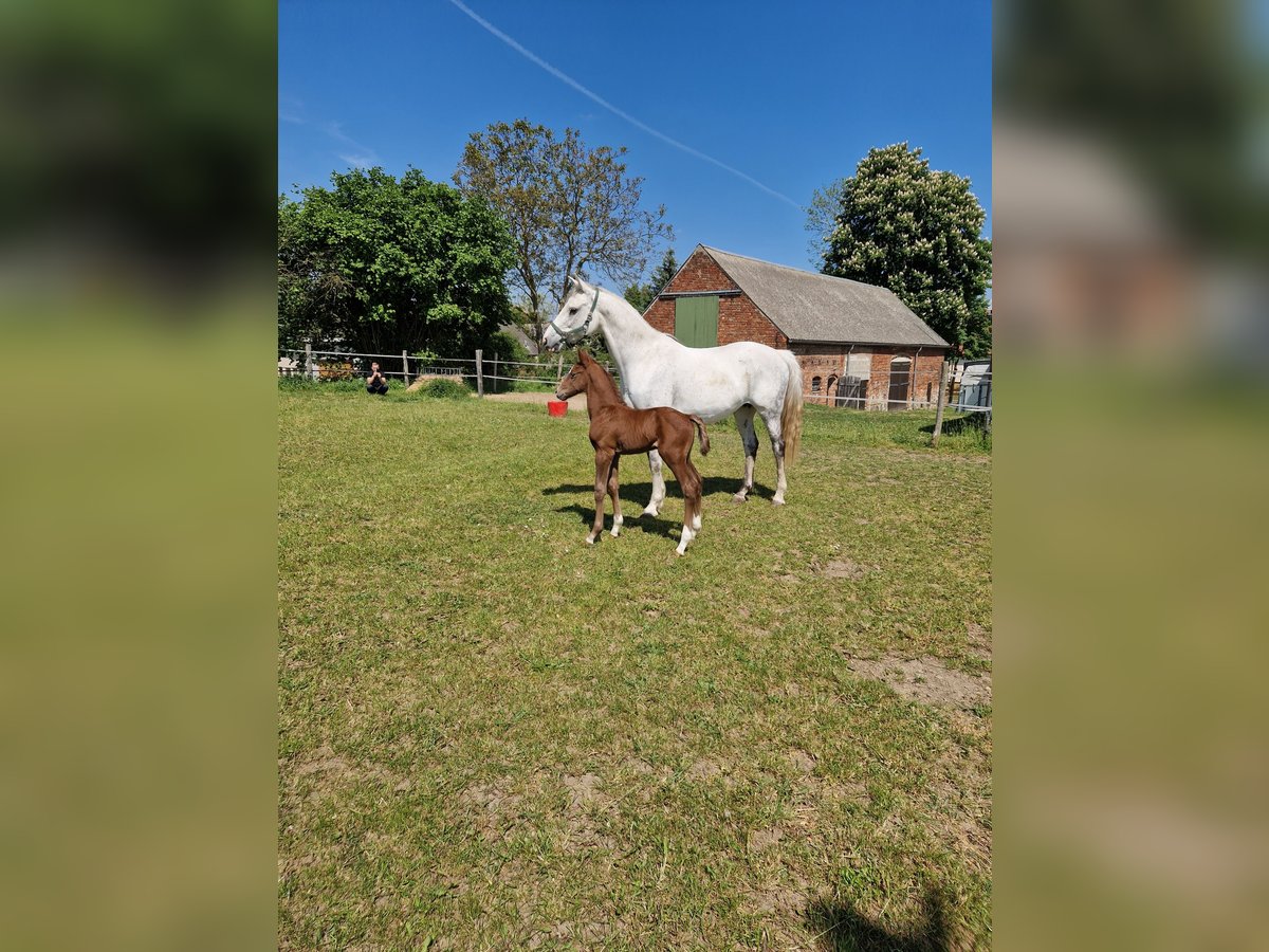 Cheval de sport allemand Étalon Poulain (05/2024) Peut devenir gris in Märkische Höhe