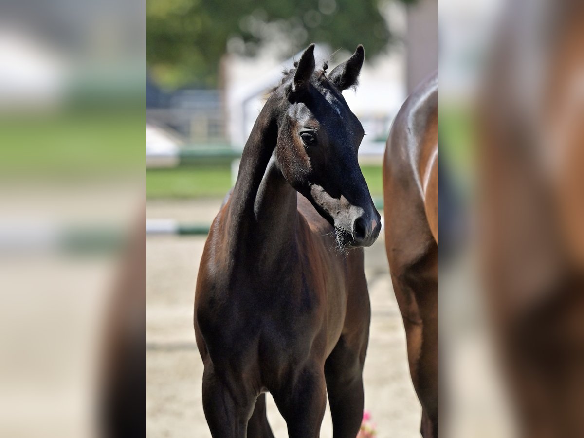 Cheval de sport allemand Étalon Poulain (01/2025) Peut devenir gris in Homburg