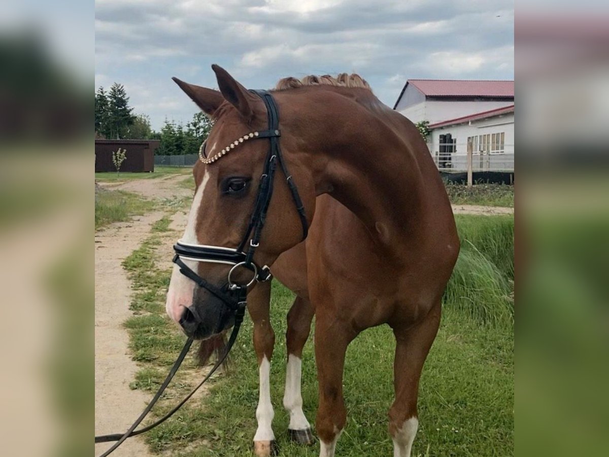 Cheval de sport allemand Hongre 10 Ans 164 cm Alezan in Rochau