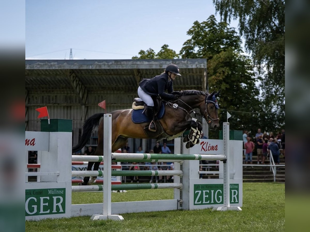 Cheval de sport allemand Hongre 10 Ans 164 cm Bai in Berlin