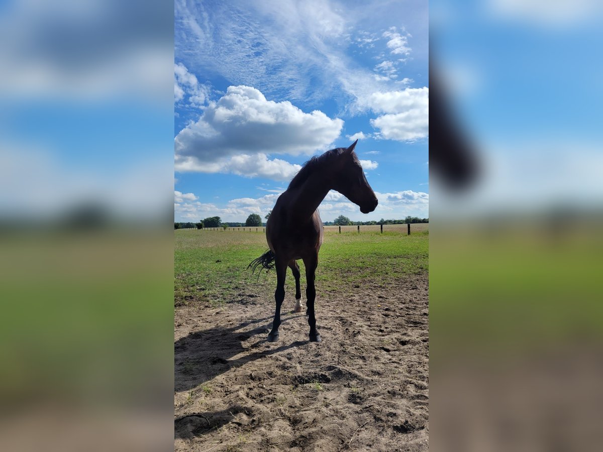 Cheval de sport allemand Hongre 10 Ans 165 cm Bai brun in Berlin