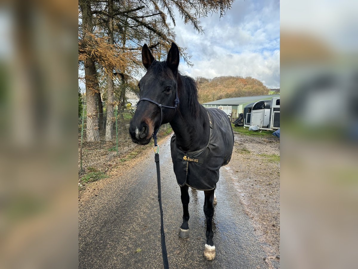 Cheval de sport allemand Hongre 10 Ans 168 cm Bai brun in Wuppertal