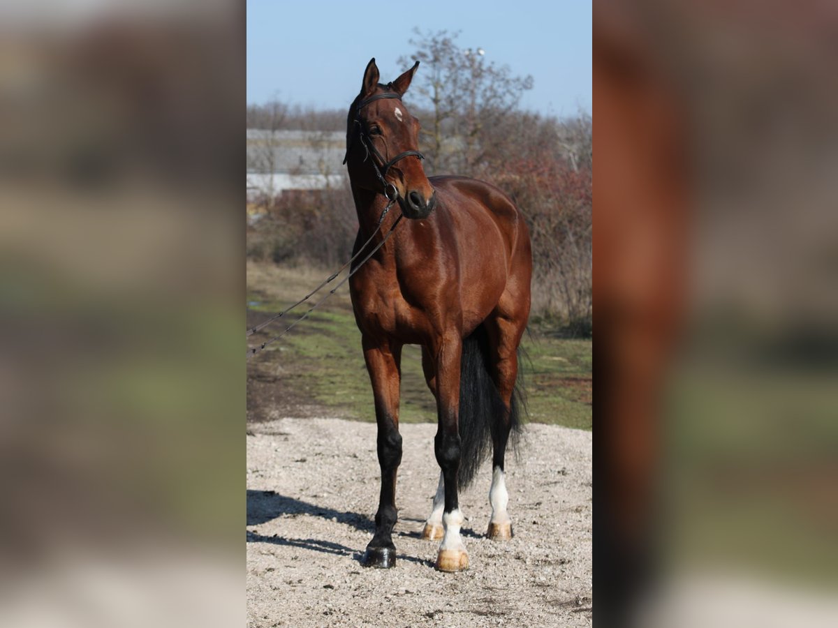 Cheval de sport allemand Hongre 10 Ans 168 cm Bai in Gyula