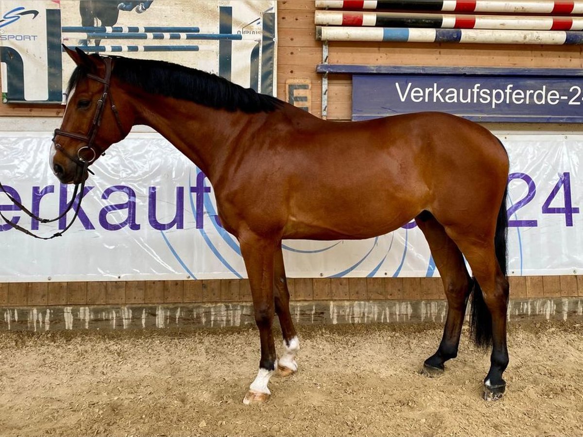 Cheval de sport allemand Hongre 10 Ans 169 cm Bai in Allershausen