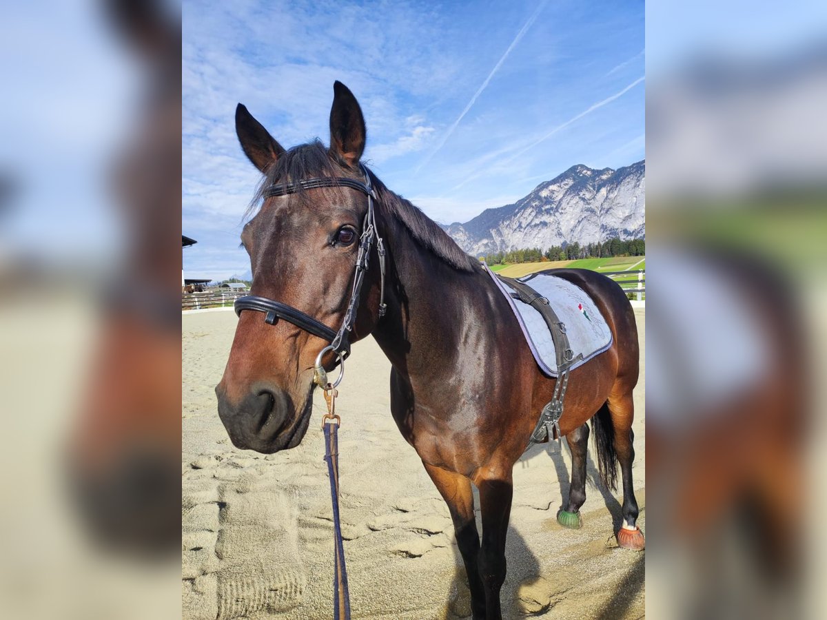 Cheval de sport allemand Hongre 10 Ans 170 cm Bai brun in G&#xF6;tzens