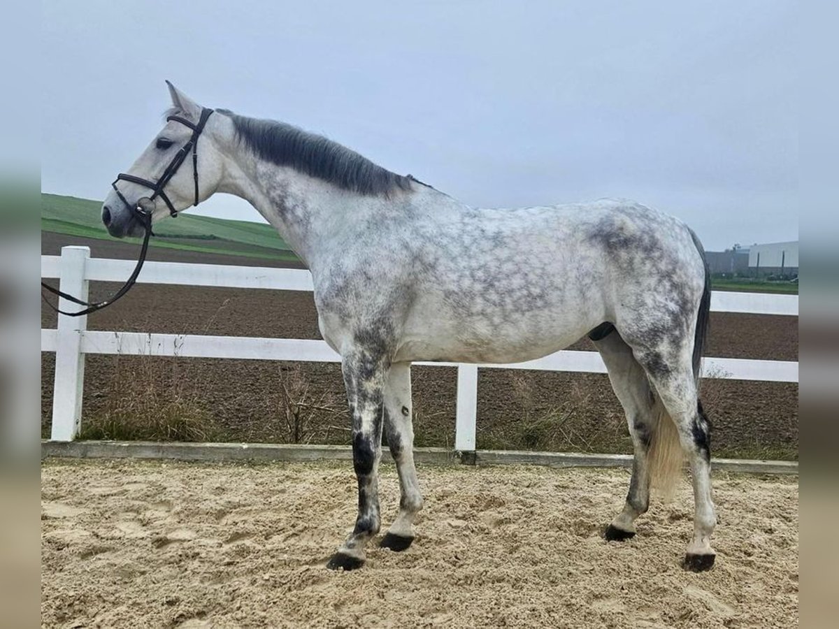 Cheval de sport allemand Hongre 10 Ans 170 cm Gris in Allershausen