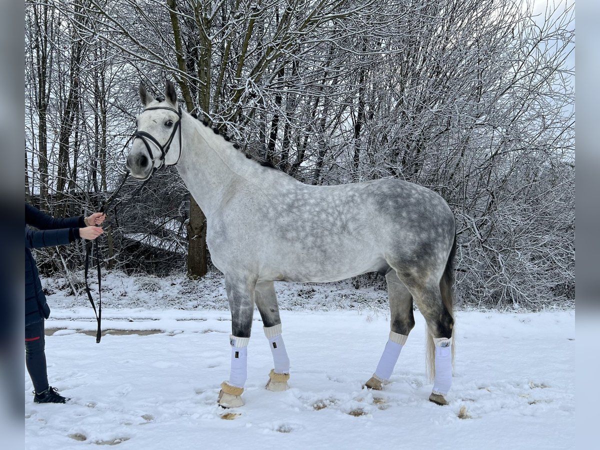 Cheval de sport allemand Hongre 10 Ans 172 cm Gris pommelé in Sch&#xF6;nthal