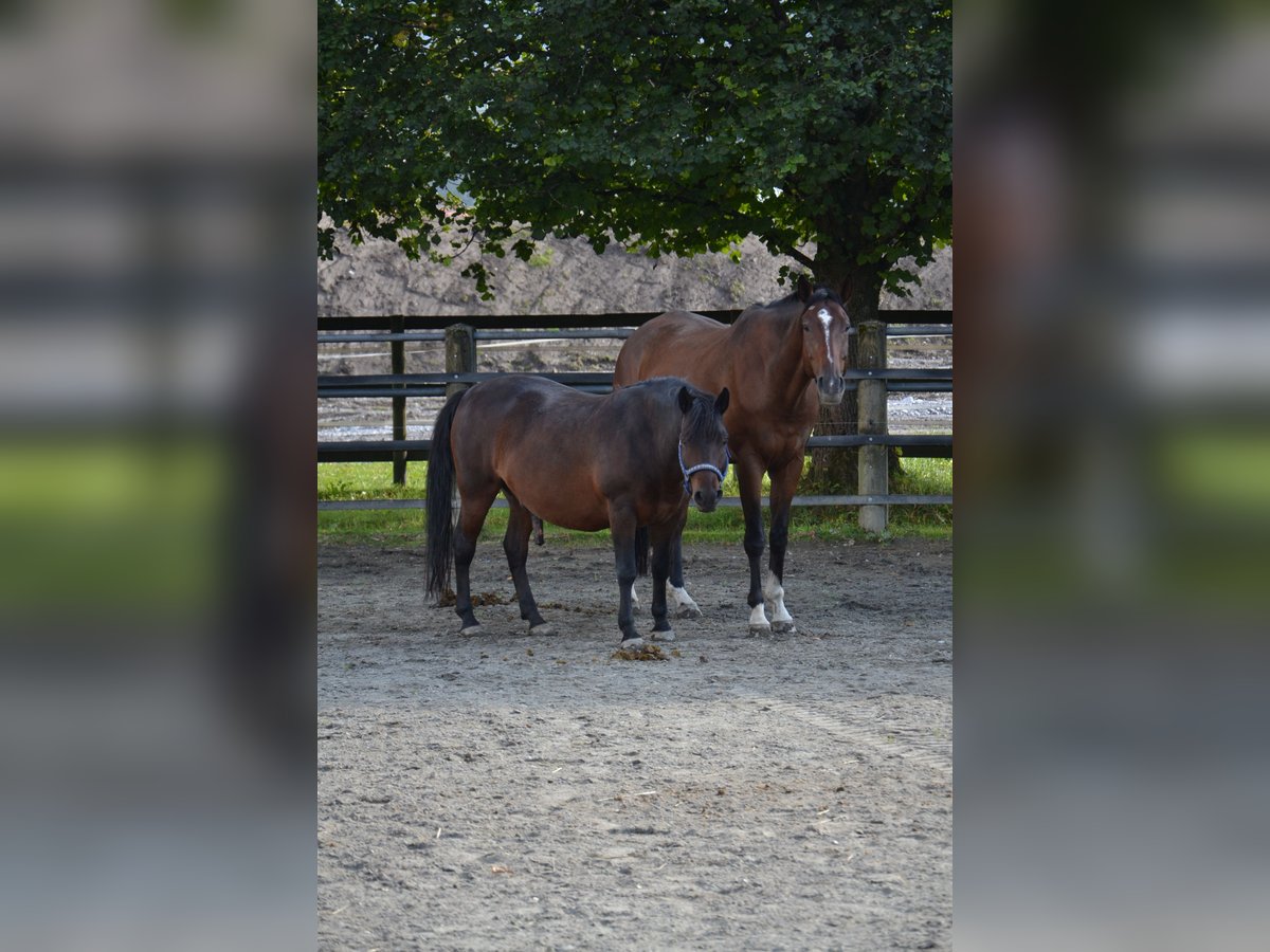 Cheval de sport allemand Hongre 10 Ans 176 cm Bai in Reutte