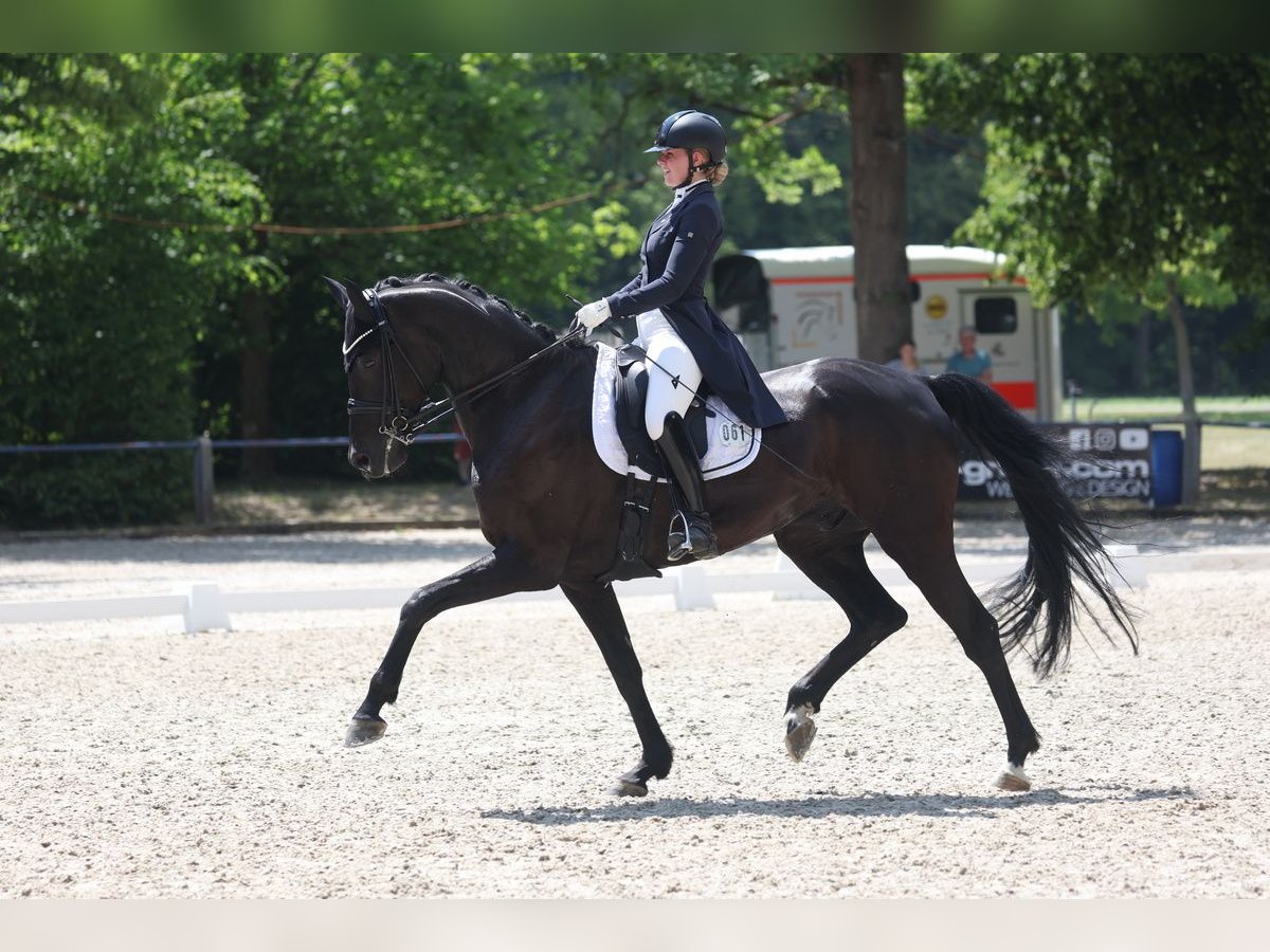 Cheval de sport allemand Hongre 10 Ans 180 cm Bai brun foncé in Zaisenhausen