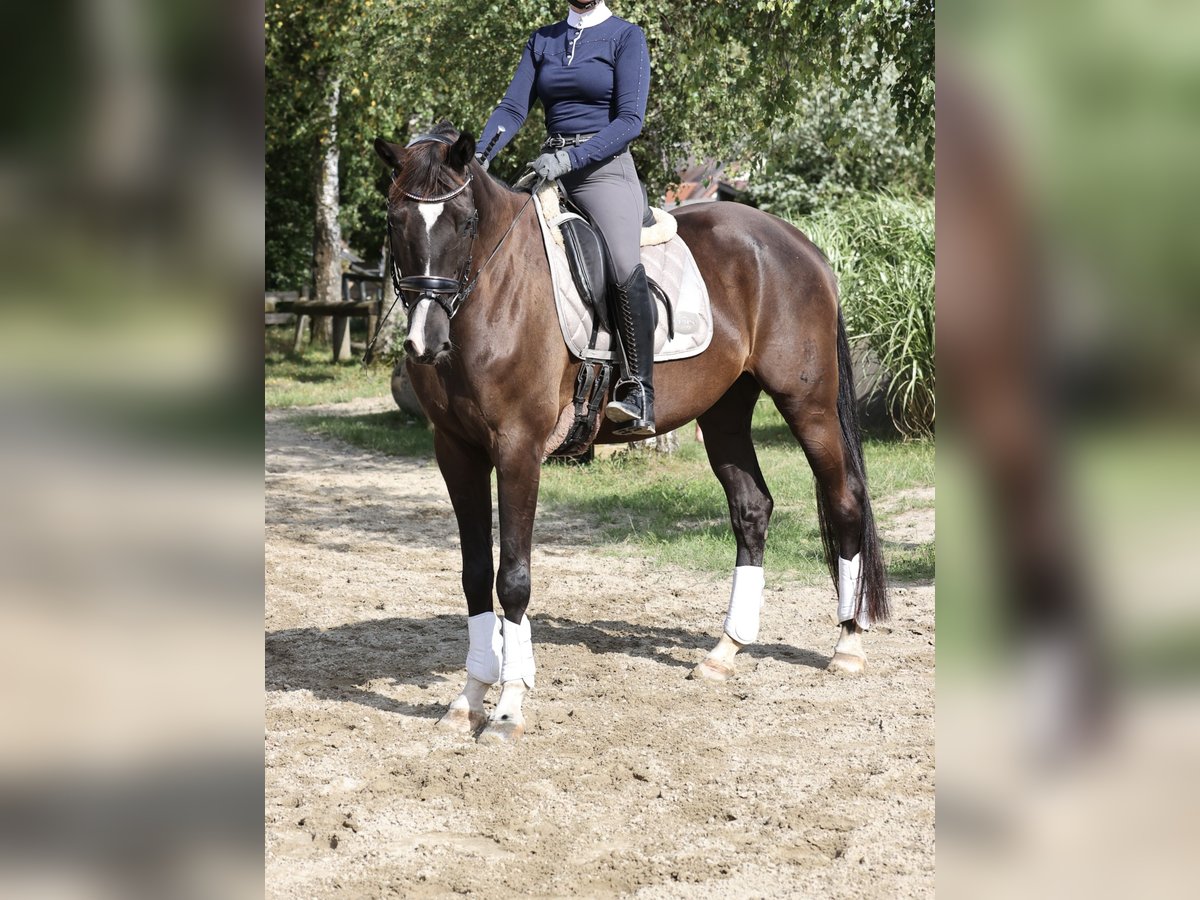 Cheval de sport allemand Hongre 11 Ans 172 cm Noir in Bissingen