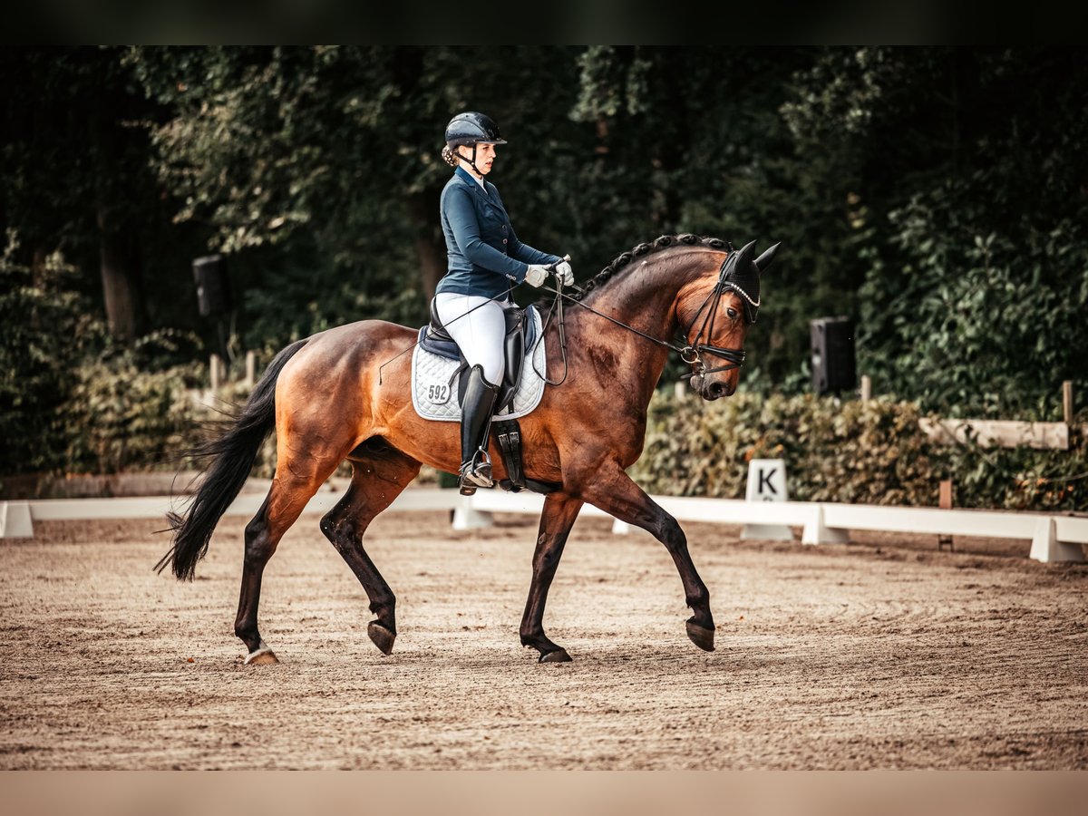 Cheval de sport allemand Hongre 11 Ans 174 cm Bai brun in Rehden