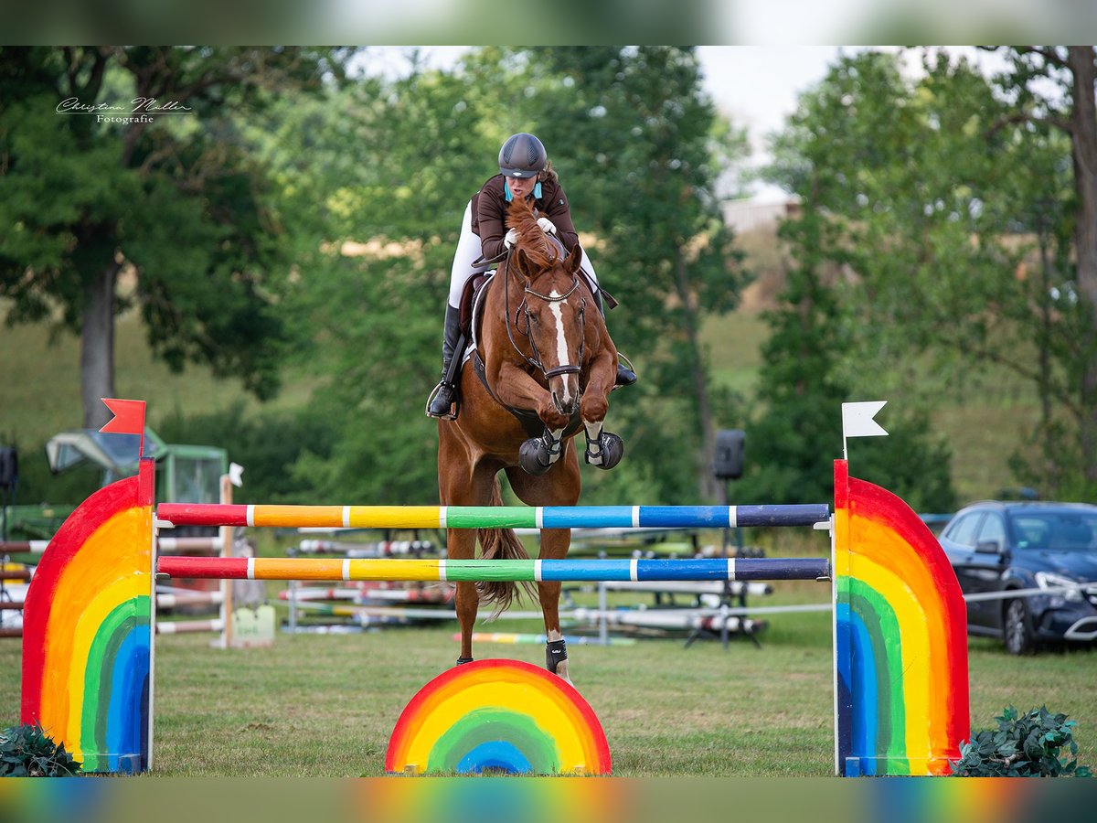 Cheval de sport allemand Hongre 11 Ans 175 cm Alezan in Burgthann