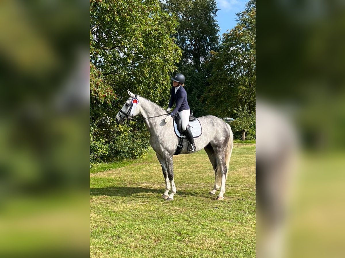 Cheval de sport allemand Hongre 11 Ans 182 cm Gris pommelé in MisselwardenDorum