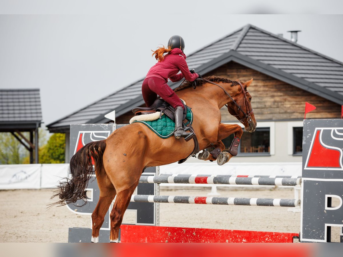 Cheval de sport allemand Hongre 12 Ans 178 cm Alezan in Kraków