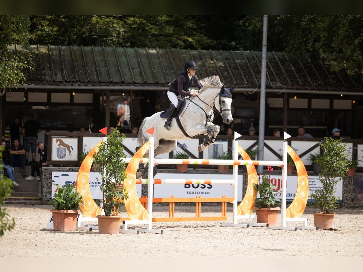 Cheval de sport allemand Hongre 12 Ans 178 cm Gris in Buchen (Odenwald)Wald