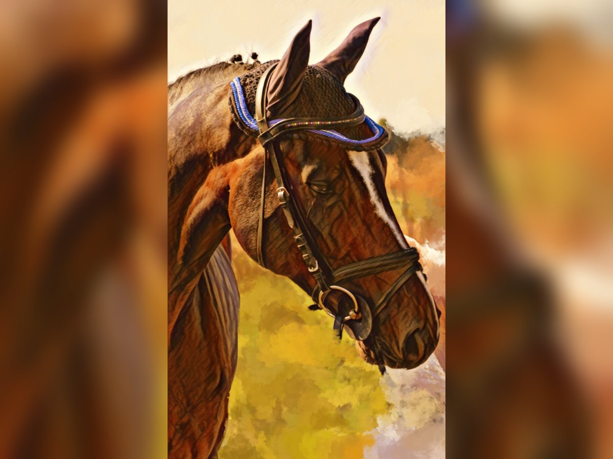 Cheval de sport allemand Hongre 13 Ans 162 cm Bai brun in Erligheim