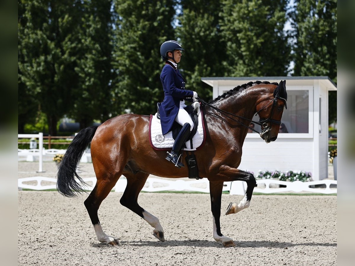 Cheval de sport allemand Hongre 13 Ans 180 cm Bai in Como