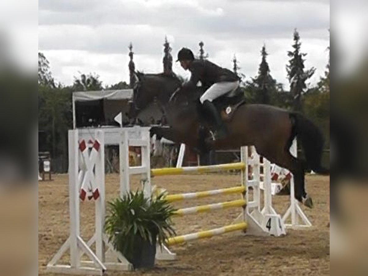 Cheval de sport allemand Hongre 14 Ans 166 cm Bai in Erfurt - Mittelhausen