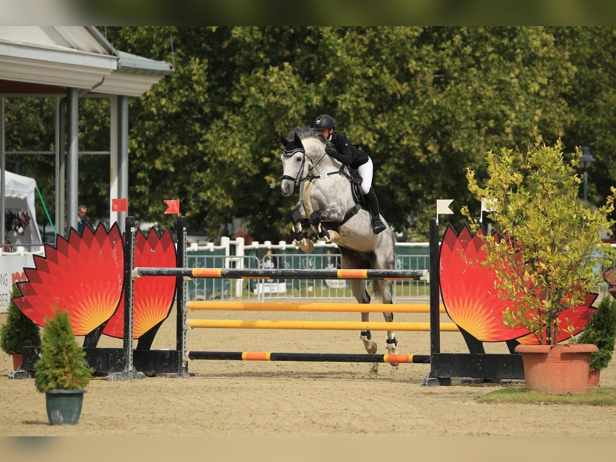 Cheval de sport allemand Hongre 14 Ans 167 cm Gris pommelé in Altötting