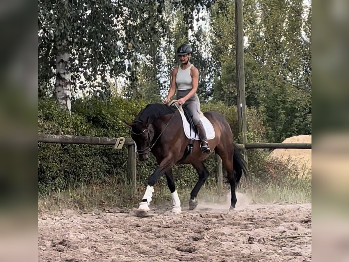 Cheval de sport allemand Hongre 14 Ans 172 cm Bai in Trebbin