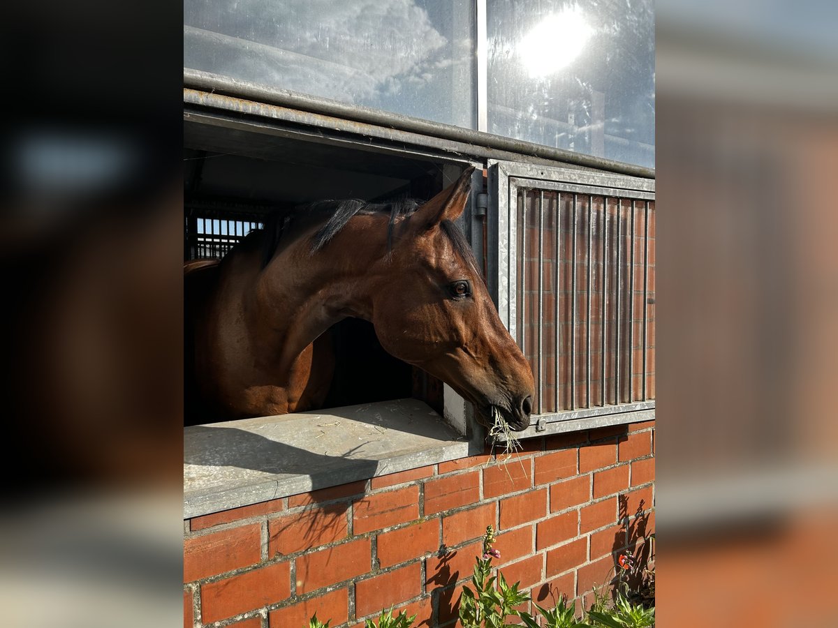 Cheval de sport allemand Hongre 14 Ans 172 cm Bai in Rastede