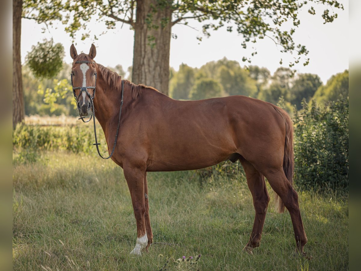 Cheval de sport allemand Hongre 15 Ans 178 cm Alezan in GrevenbroichGrevenbroich