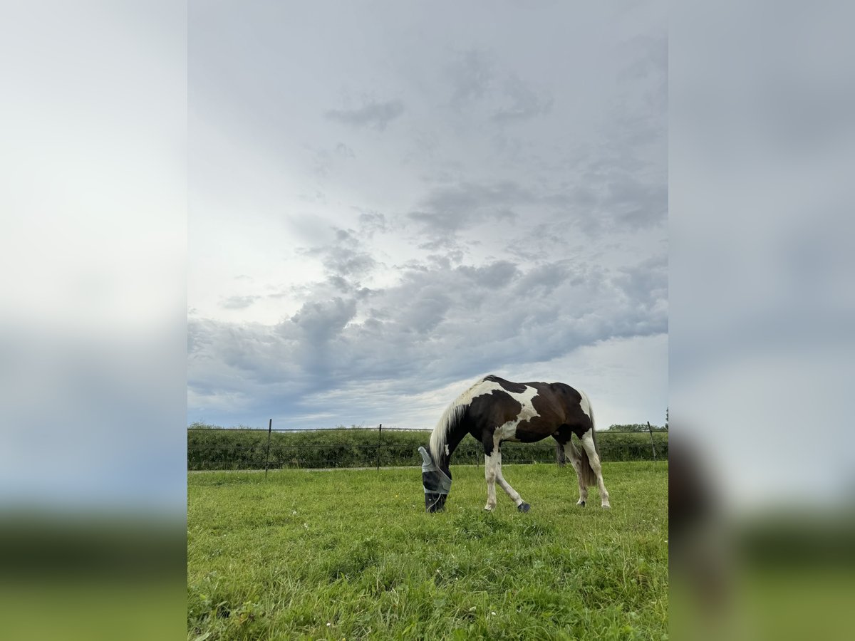 Cheval de sport allemand Hongre 16 Ans 158 cm Pinto in Raperswilen