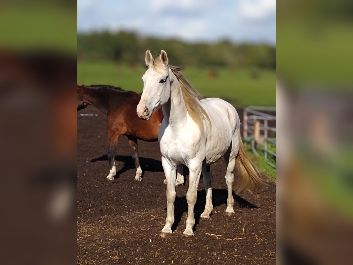 Cheval de sport allemand Hongre 16 Ans 163 cm Gris in Waldsieversdorf