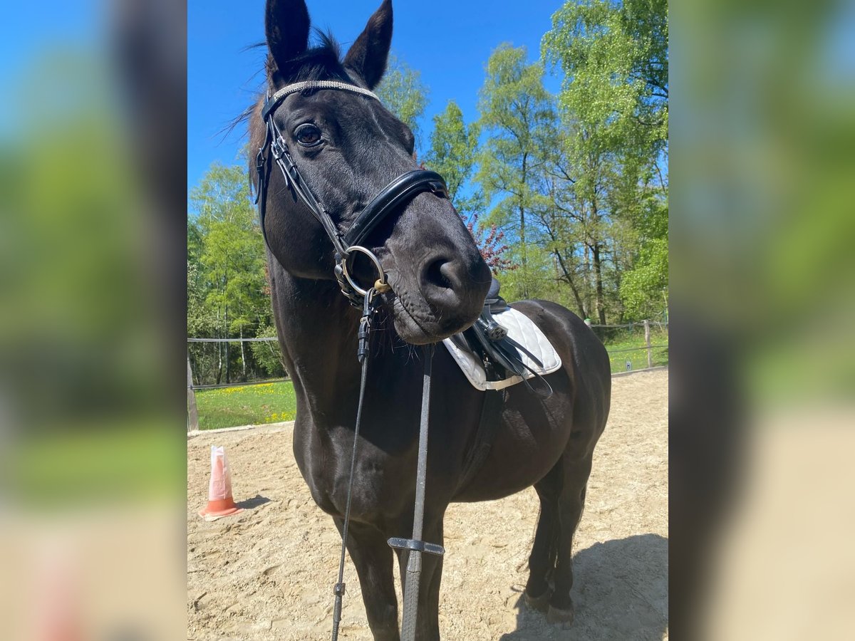 Cheval de sport allemand Hongre 16 Ans 168 cm Noir in Rennerod Cheval de sport allemand Hongre 16 Ans 168 cm Noir in Rennerod