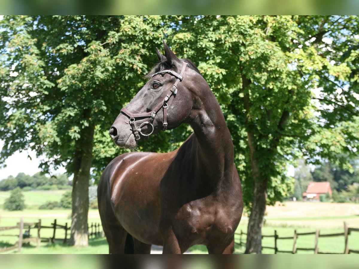 Cheval de sport allemand Hongre 16 Ans 168 cm Noir in Georgsmarienhütte