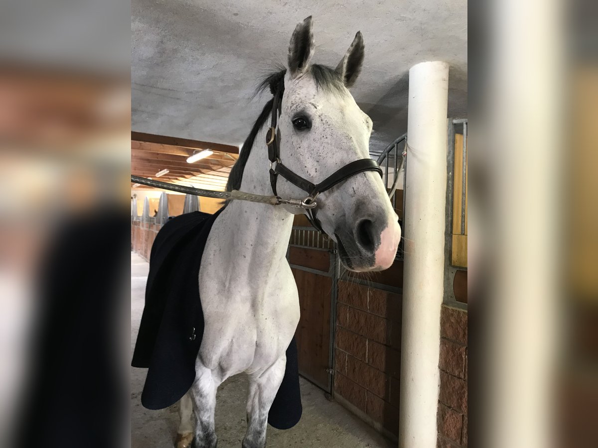 Cheval de sport allemand Hongre 16 Ans 170 cm Gris in Val Di Vizze