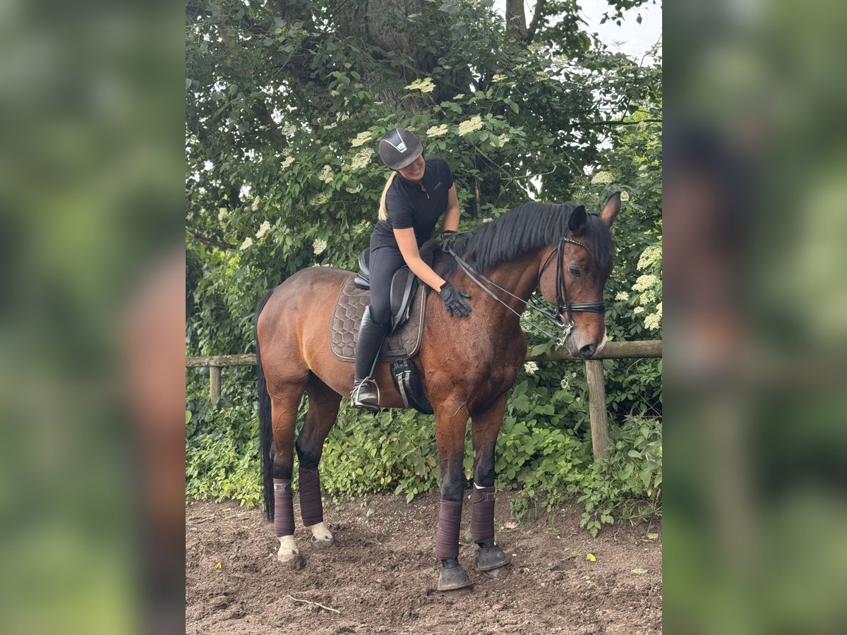 Cheval de sport allemand Hongre 16 Ans 172 cm Bai in Maintal
