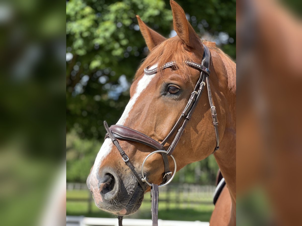 Cheval de sport allemand Hongre 16 Ans 178 cm Alezan in Quickborn