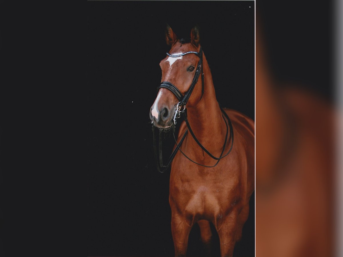 Cheval de sport allemand Hongre 16 Ans 179 cm Bai in Schnaittach