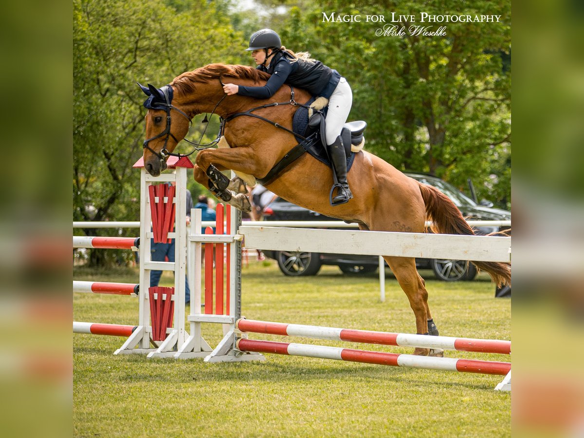 Cheval de sport allemand Hongre 18 Ans 177 cm Alezan in Lutherstadt WittenbergLutherstadt Wittenberg