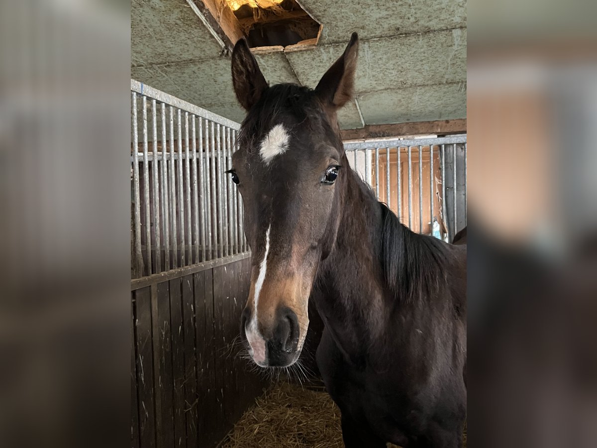 Cheval de sport allemand Hongre 1 Année 170 cm Bai brun in Sch&#xF6;llnach