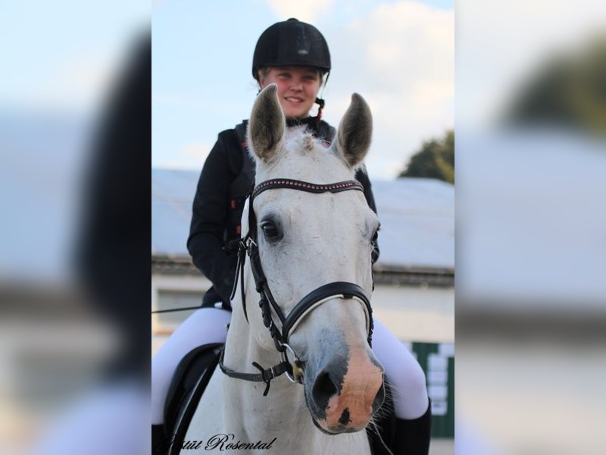 Cheval de sport allemand Hongre 20 Ans 165 cm Gris in Neumünster