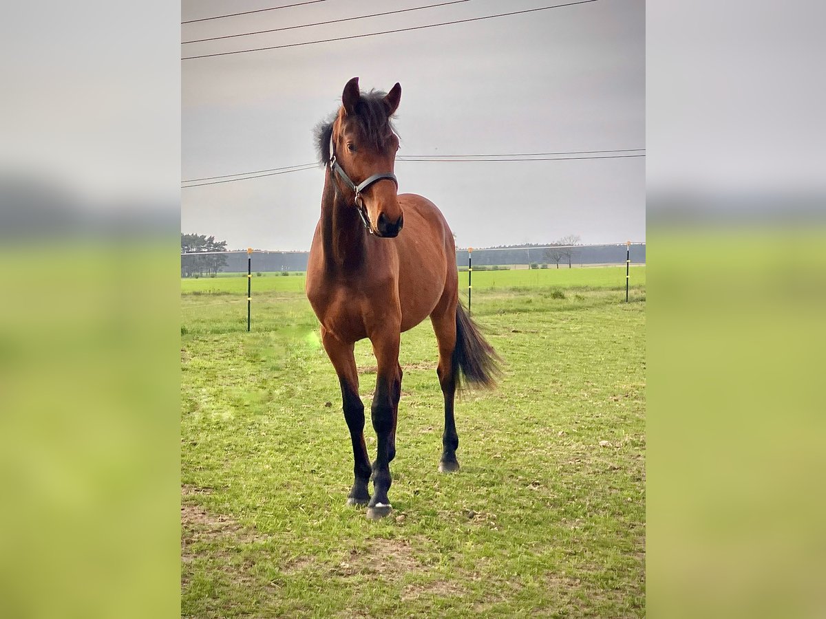 Cheval de sport allemand Hongre 2 Ans 158 cm Bai in Coswig/Anhalt