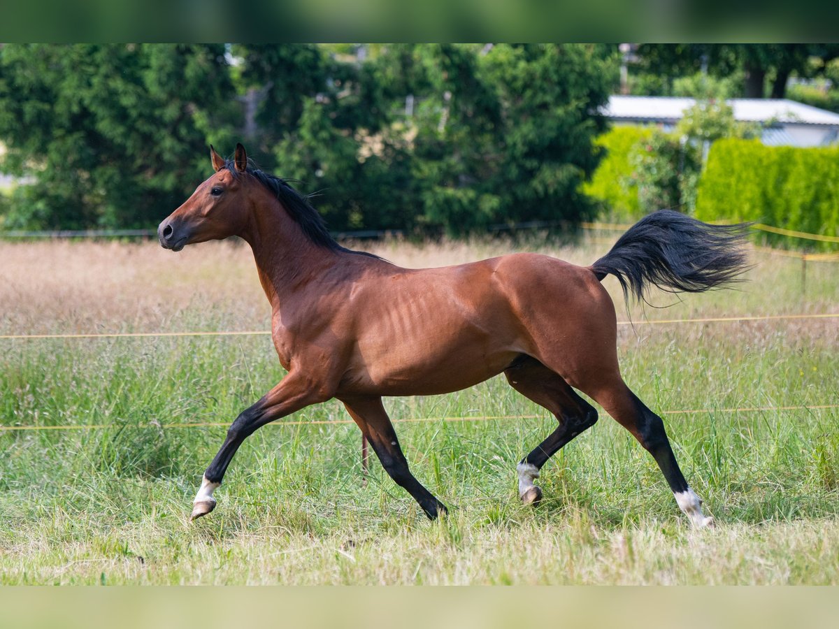 Cheval de sport allemand Hongre 2 Ans 160 cm Bai in Oederan