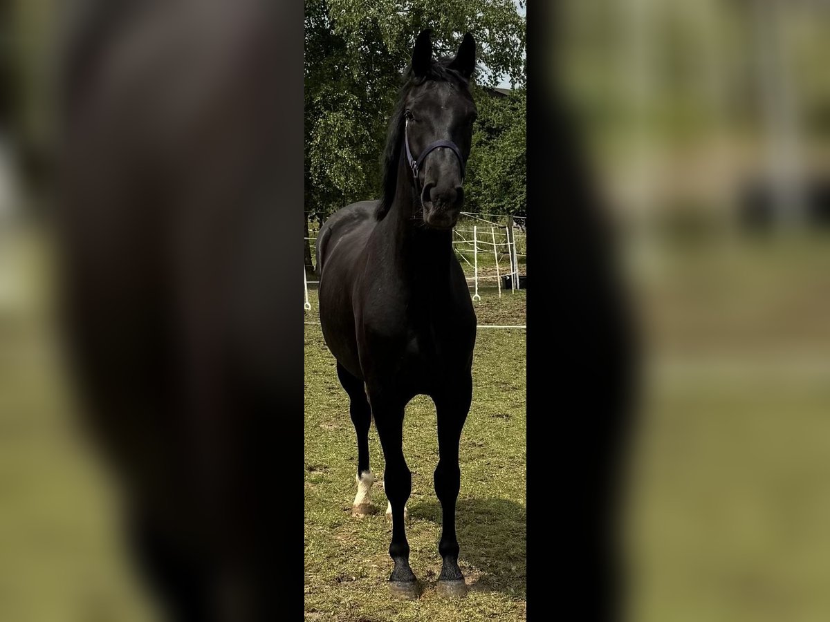 Cheval de sport allemand Hongre 2 Ans 160 cm Noir in Hardheim