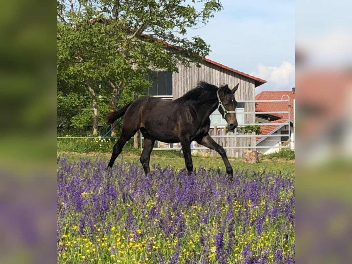 Cheval de sport allemand Hongre 2 Ans 164 cm Bai brun foncé in Deining