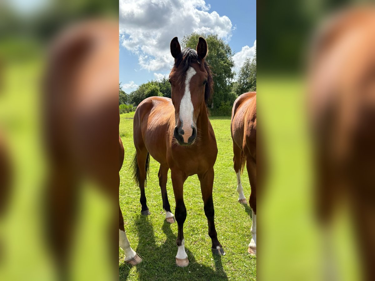 Cheval de sport allemand Hongre 2 Ans 166 cm Bai in Volsemenhusen